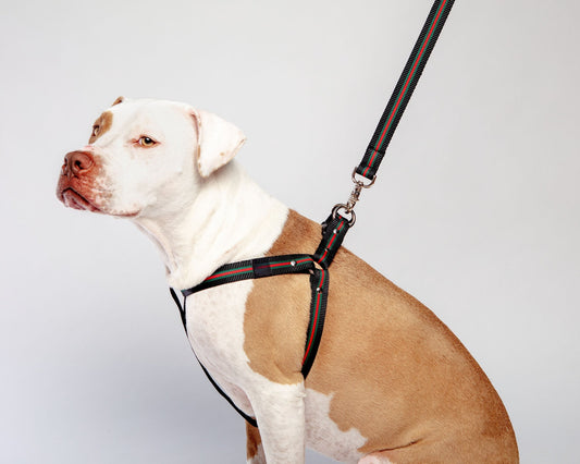 Luxe Green & Red Stripe Dog Leash