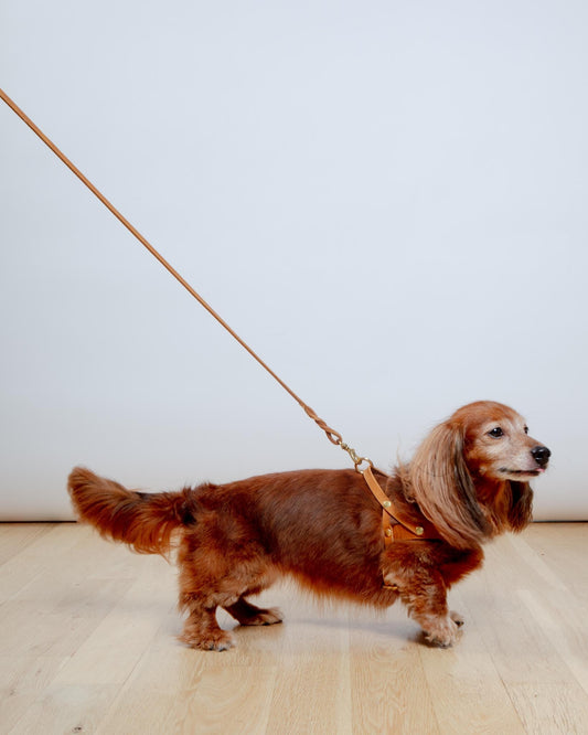 Butter Leather Dog Leash in Sahara