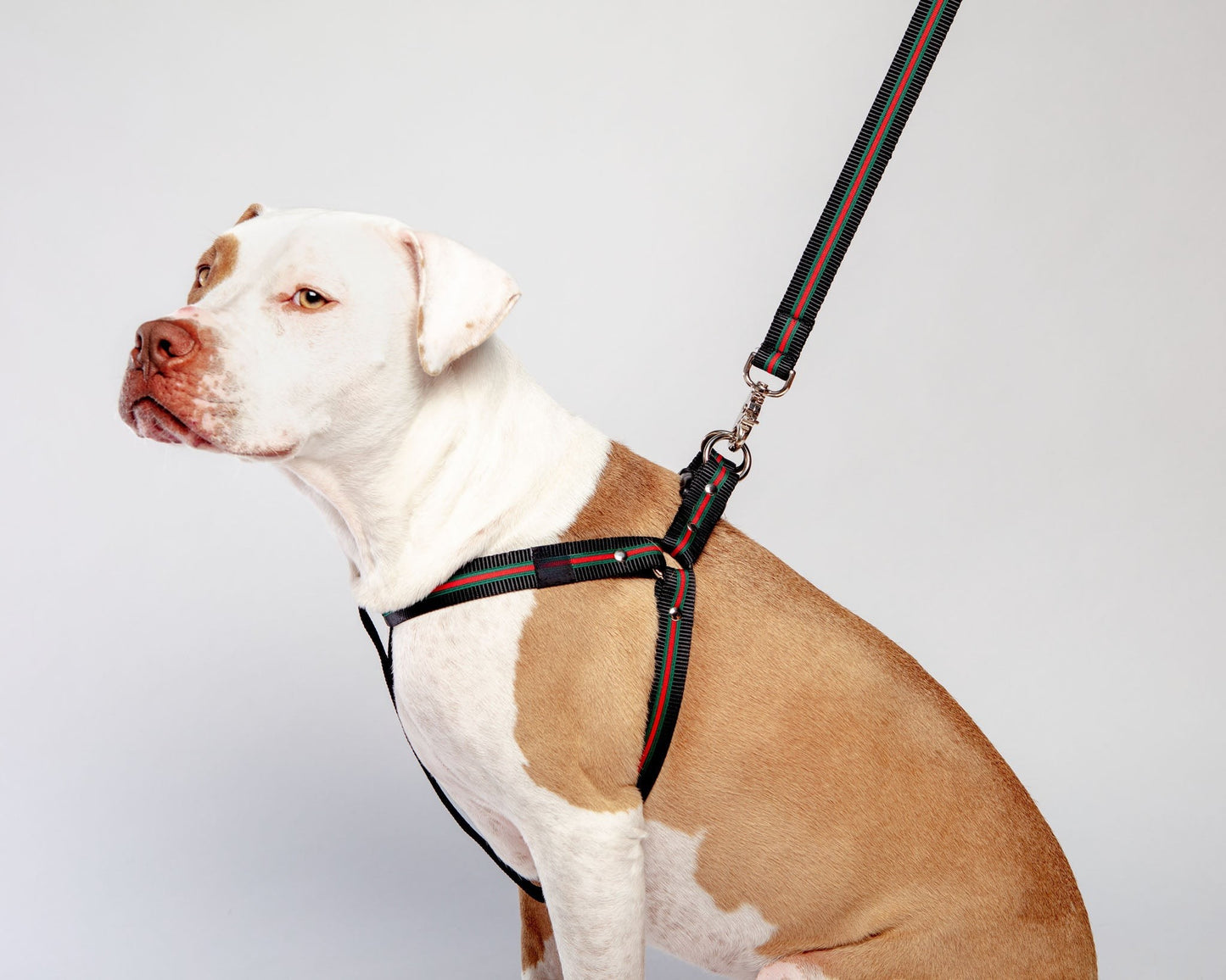 Luxe Green & Red Stripe Dog Leash