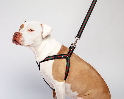 Luxe Green & Red Stripe Dog Leash