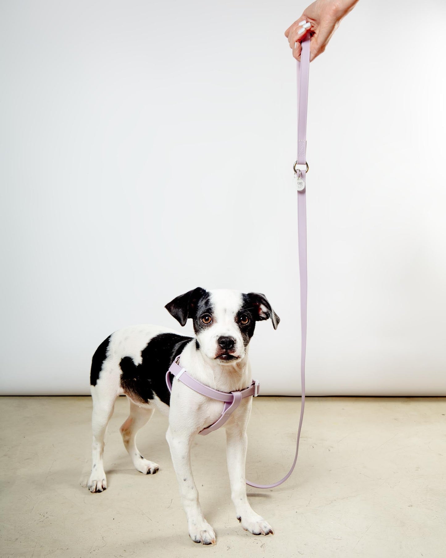 A Walk in the Park Dog Leash in Black