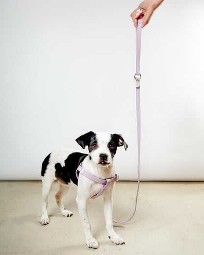 A Walk in the Park Dog Leash in Black