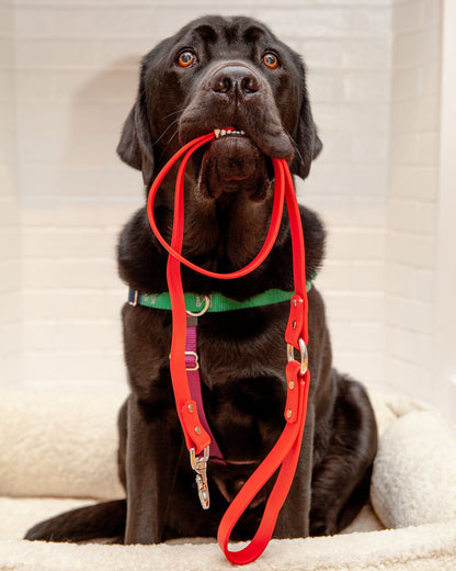 City Leash in Real Red